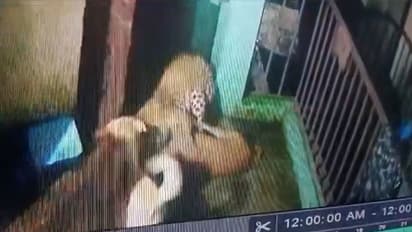 ಅನ್ನ ಹಾಕಿದ ಮನೆಯವರ ಪ್ರಾಣ ಉಳಿಸಲು ಚಿರತೆ ವಿರುದ್ಧ ನಾಯಿ ಹೋರಾಟ, ಭೀಕರ ದೃಶ್ಯ ಸೆರೆ!