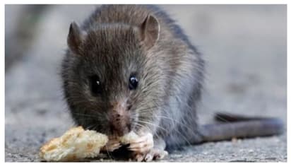 ഈ മഴക്കാലത്ത് എലിപ്പനിയെ പേടിക്കണം ; ലക്ഷണങ്ങൾ അറിഞ്ഞിരിക്കൂ