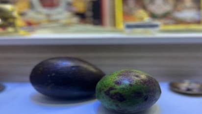 ആഹാ വെറൈറ്റിയാണല്ലോ; വാഴപ്പഴത്തിന് പകരം പൂജയ്ക്ക് അവക്കാഡോ, രസികൻ കമന്റുകളും