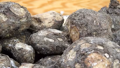 உடல் ஆரோக்கியத்திற்காக கிழங்கு சாப்பிட்ட இளைஞர் முகம் வீங்கி துடிதுடித்து பலி