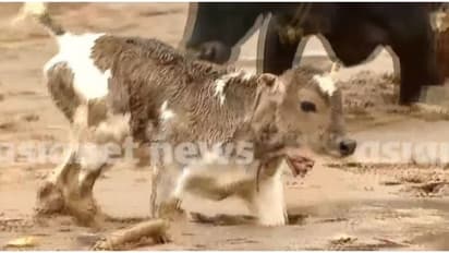 ദുരന്തത്തിൽ ഒറ്റപ്പെട്ടുപോയ വളർത്തുമൃഗങ്ങൾ അനാഥരല്ല, 24 മണിക്കൂർ കൺട്രോൾ റൂം ചൂരൽമലയിൽ തുറന്നു