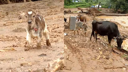 ഉരുള്പൊട്ടലിൽ 26 പശുക്കള് ചത്തു, 107 കന്നുകാലികളെ കാണാതായി; മൃഗസംരക്ഷണ മേഖലയില് മാത്രം 2.5 കോടിയുടെ നഷ്ടം