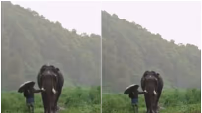 Viral Video: Watch this touching monsoon moment between an Elephant and its Mahout