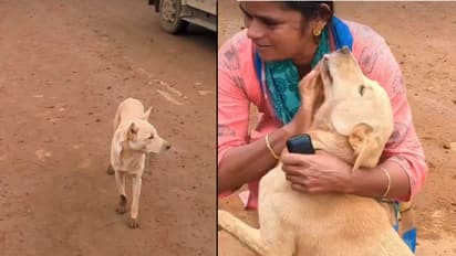 ವಯನಾಡಿನಲ್ಲಿ 6 ದಿನಗಳ ಬಳಿಕ ಮಾಲೀಕನ ಪತ್ತೆ ಹಚ್ಚಿದ ನಾಯಿ, ಹೃದಯಸ್ಪರ್ಶಿ ವಿಡಿಯೋ!
