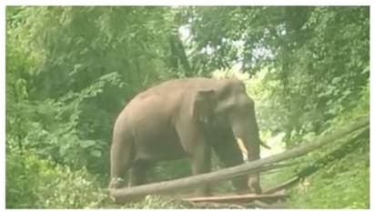 ഡെപ്യൂട്ടി തഹസിൽദാറും സംഘവും സഞ്ചരിച്ച വാഹനത്തെ ആക്രമിക്കാൻ ശ്രമിച്ച് കബാലി; ഉദ്യോഗസ്ഥരെത്തി കാടുകയറ്റി