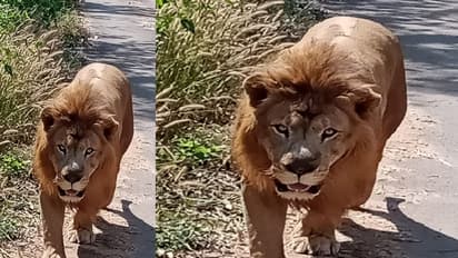 ತ್ಯಾವರೆಕೊಪ್ಪ ಹುಲಿ ಸಿಂಹಧಾಮದಲ್ಲಿ ಪ್ರವಾಸಿಗರ ಆಕರ್ಷಣೆಯ ಕೇಂದ್ರಬಿಂದು ಸಫಾರಿಯ 'ಆರ್ಯ' ಇನ್ನಿಲ್ಲ!