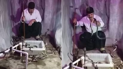 ലേ പാമ്പ്: ആരടാ ഇത്, ഒരു ബഹുമാനമൊക്കെ വേണ്ടേ? പാമ്പുകൾ നിറഞ്ഞ മുറിയിലൊരാൾ, ഭയപ്പെടുത്തും വീഡിയോ