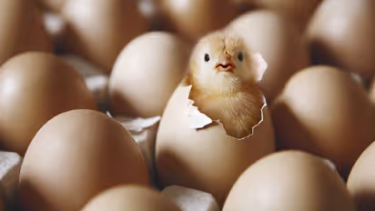 കോഴിയാണോ ആദ്യമുണ്ടായത് മുട്ടയാണോ? കൂട്ടുകാർ തമ്മിൽ തർക്കം, ഒരാൾ മറ്റൊരാളെ വെട്ടിക്കൊന്നു