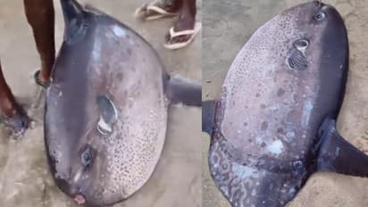 ഒറ്റയടിക്ക് 30 കോടി മുട്ടകളിടും, 2000 കിലോ വരെ ഭാരം, കടലിലെ പാവത്താൻ; വിഴിഞ്ഞത്ത് അപൂർവകാഴ്ചയായി സൂര്യമത്സ്യം