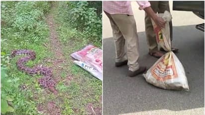 മലവെള്ളത്തിനൊപ്പം ഒഴുകിയെത്തിയ പെരുമ്പാമ്പിന് വീട്ടുടമ കാവലിരുന്നത് 2 ദിവസം; കാരണം വിശദീകരിച്ച് വനംവകുപ്പ്