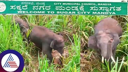 ಸಕ್ಕರೆ ನಗರ ಮಂಡ್ಯಕ್ಕೆ ಬಂದ ಕಾಡಾನೆಗಳು; ಕಬ್ಬಿನ ಗದ್ದೆಯಲ್ಲಿ ಬೀಡುಬಿಟ್ಟ ಗಜಪಡೆ