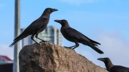 కెన్యాలో కోళ్లను ఎత్తుకెళ్తున్న భారతీయ కాకులు: వాటిని చంపే పనిలో కెన్యా వాసులు