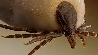 What Are The Signs Of Rickettsial Infections?