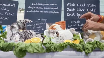 പാത്രങ്ങളിൽ നിരത്തിയ പൂച്ചകൾ, ഇറച്ചി 'വിൽപ്പന'യ്ക്ക്; കൊച്ചി മറൈൻ ഡ്രൈവിൽ വേറിട്ടൊരു കാഴ്ച, കാരണമിത്...