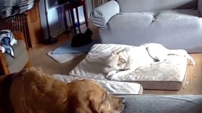 വീടിനകത്തെ ക്യാമറ എല്ലാം പകര്‍ത്തി, വളർത്തുനായ ബാറ്ററി കടിച്ചു പൊട്ടിച്ചു, പിന്നാലെ വീടിന് തീപിടിച്ചു