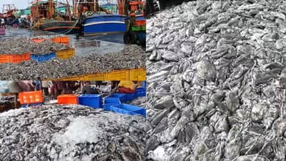 ചാകര... ചാകര... കടപ്പുറത്തിൻ ഉത്സവമായ്! ട്രോളിങ് കഴിഞ്ഞ് കടലിൽ പോയിവന്ന ബോട്ടുകളിൽ ചാകരക്കോള്!  