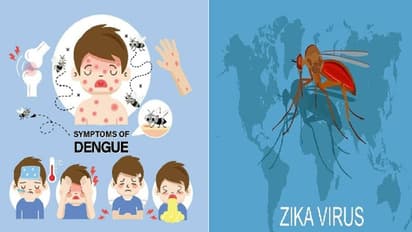 जीका वायरस-डेंगू में कौन ज्यादा खतरनाक? कैसे करें लक्षण की पहचान,जानें 