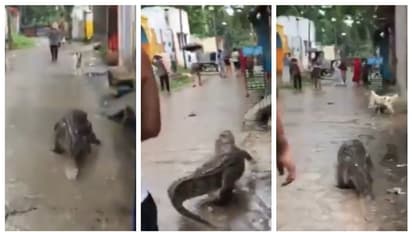 യുപിയിലെ തെരുവിലൂടെ കൂസലില്ലാതെ പോകുന്ന മുതലയെ ചവിട്ടുന്ന മനുഷ്യന്‍; രൂക്ഷമായി പ്രതികരിച്ച് സോഷ്യൽ മീഡിയ 