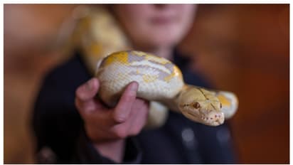 ഭർത്താവ് വീട്ടിലെത്തിയപ്പോൾ കണ്ടത് മരിച്ച് കിടക്കുന്ന ഭാര്യയെ; കഴുത്തിൽ ചുറ്റിവരിഞ്ഞത് വളർത്തു പെരുമ്പാമ്പ്