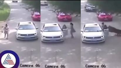 ಗಂಡನೊಂದಿಗೆ ಜಗಳ ಮಾಡುತ್ತಿದ್ದ ಹೆಂಡತಿಯನ್ನ ಎಳೆದೊಯ್ದು ತಿಂದು ತೇಗಿದ ಹುಲಿ!