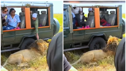 WATCH: Viral video shows man’s bold move to touch lion during wildlife safari
