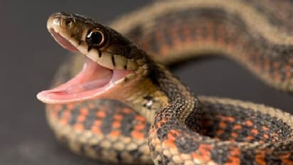 ನಾಗದೇವತೆಗೆ ಈ ವಿಧಾನದ ಮೂಲಕ ಪೂಜಿಸಿದ್ರೆ ಸಕಲ ಸಂಕಷ್ಟಗಳಿಂದ ಮುಕ್ತಿ; ಮನೆಯಲ್ಲಿ ಸಂಪತ್ತು!