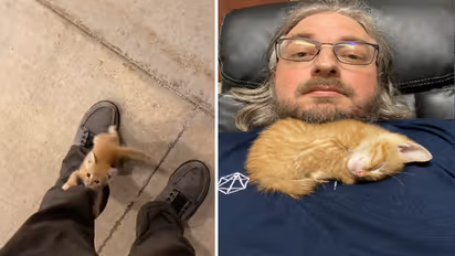 ಕಚೇರಿ ಬಳಿ ಉದ್ಯೋಗಿ ಕಾಲು ಹಿಡಿದು ಅಂಗಲಾಚಿದ ಬೆಕ್ಕಿನ ಮರಿಗೆ ಆಶ್ರಯ, ಹೃದಯಸ್ವರ್ಶಿ ವಿಡಿಯೋ!