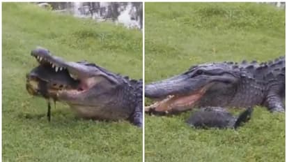 Alligator attempts to eat Turtle, but the result is unexpected