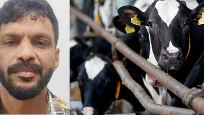 നിലമ്പൂരിലെ പശു ഫാം, പക്ഷേ അകത്ത് കച്ചവടം വേറെ; പൊലീസെത്തിയപ്പോൾ കിട്ടിയത് എംഡിഎംഎ, കാറടക്കം പൊക്കി പൊലീസ്