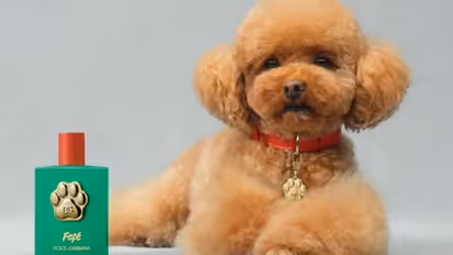 FeFe Dog Perfume | நாய்களுக்காக ரூ.9000க்கு பெர்ஃப்யூம்! ஒரு இடத்தில் மட்டும் அடிக்கக்கூடாது!