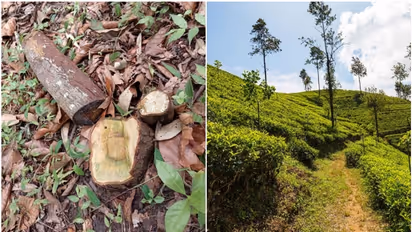 തേയിലത്തോട്ടത്തിലെ കാടുകയറിയ ഭാഗത്ത് ആരും ശ്രദ്ധിച്ചില്ല, മുറിച്ചു കടത്തിയത് 23 ചന്ദനമരങ്ങൾ