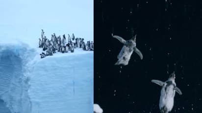 अगला ओलंपिक आपका है!  बेबी पेंगुइन का डाइविंग वीडियो हुआ वायरल