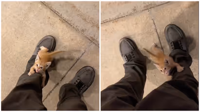 Heartwarming: Man's unexpected encounter with a stray kitten will melt you [WATCH]