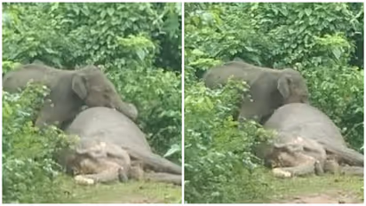 Heartbreaking video: Elephant mourns mother's death for an entire day in Odisha