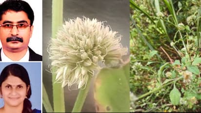 പേര് അൾമാനിയ ജാനകീയ, കണ്ടെത്തിയത് കൊല്ലത്ത്, അൾമാനിയ ഇനത്തിൽ മൂന്നാമത്തേത്, ചീര ഇനത്തിൽ പെട്ട പുതിയ സസ്യം