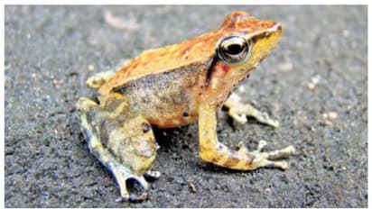 ചെങ്കോട്ട വിടവ് ചാടിക്കടന്ന കല്ലാറിലെ 'നൃത്തത്തവള'യെ റാന്നി വനത്തില്‍ കണ്ടെത്തി 