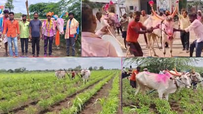 ಟ್ರ್ಯಾಕ್ಟರ್‌ಗಳನ್ನೇ ಮೀರಿಸುವಂತೆ ಉಳುಮೆ ಮಾಡಿದ ವಿಜಯಪುರದ ಜೋಡೆತ್ತುಗಳು!