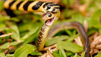 பாம்பை கண்டால் படையே நடுங்கும்.. ஆனா ஒரு பாம்பே இன்னொரு பாம்பை சாப்பிடுவது ஏன் தெரியுமா? விவரம் இதோ!