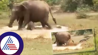 मां का VIDEO Viral: मगरमच्छ से भिड़ गई हथिनी, तालाब में खेल रहे बच्चे को बचाया