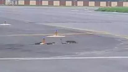 1 ಹಾವು 3 ಮುಂಗುಸಿಗಳ ಉಗ್ರ ಹೋರಾಟಕ್ಕೆ ವೇದಿಕೆಯಾದ ಏರ್‌ಪೋರ್ಟ್ ರನ್‌ವೇ: ವೀಡಿಯೋ ವೈರಲ್