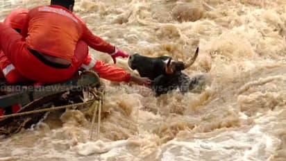 ഫയർ ഫോഴ്സിൻ്റെ കഠിനാധ്വാനം ഫലം കണ്ടു; ബെയ്ലി പാലത്തിന് സമീപം കുത്തൊഴുക്കിൽ കുടുങ്ങിയ പശുവിനെ രക്ഷിച്ചു