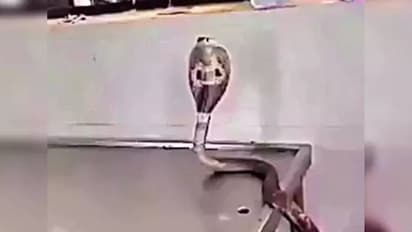 കെട്ടിടം പൊളിച്ചപ്പോൾ മൂർഖന് പരിക്ക്, ശസ്ത്രക്രിയ നടത്തി ഡോക്ടർ