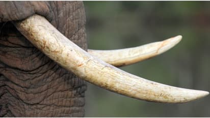 124 കിലോ ആനക്കൊമ്പുകൾ, ഒപ്പം കൊമ്പുകളുടെ കഷ്ണങ്ങൾ, ചീളുകൾ, പല്ലുകളടക്കം വനംവകുപ്പിന് കൈമാറി ഗുരുവായൂ‍ർ ദേവസ്വം