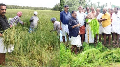 തരിശ് പാടത്ത് ഇല്ലംനിറയ്ക്കായി നെല്ക്കതിര് വിളയിച്ചു; നൂറുമേനി കൊയ്ത് കര്ഷകന്