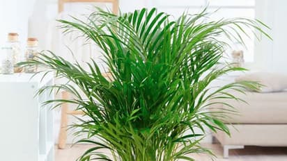 ಇಲ್ಲಿವೆ ನಾಸಾ ರೆಕಮಂಡ್ ಮಾಡಿದ ಗಾಳಿಯನ್ನು ಸ್ವಚ್ಛಗೊಳಿಸುವ 10 ಇಂಡೋರ್ ಪ್ಲಾಂಟ್‌ಗಳು