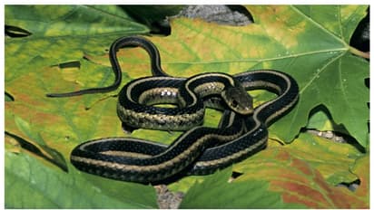 ഒറ്റയടിക്ക് പോയത് 11,000-ത്തിലധികം താമസക്കാരുടെ 'വെളിച്ചം'; കാരണക്കാരന്‍ ഒരു പാമ്പ്