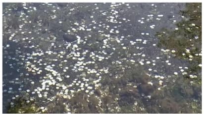 'ആചാരത്തിന്‍റെ ഭാഗം പക്ഷേ, ഇനി നടക്കില്ല'; സഞ്ചാരികൾ എറിഞ്ഞ നാണയങ്ങൾ പരിസ്ഥിതി നാശം വിതച്ചതായി റിപ്പോർട്ട് 