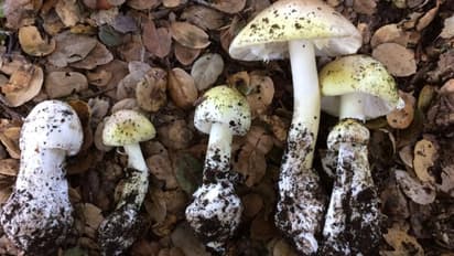 കാട്ടിൽ നിന്നും കിട്ടിയ കൂൺ കറിവെച്ചു കഴിച്ചു, പിന്നാലെ 6 സ്ത്രീകൾ ഉൾപ്പടെ ഒരു കുടുംബത്തിലെ 8 പേർ ആശുപത്രിയിൽ