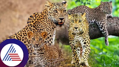 ಎಂ.ಬಿ.ಪಾಟೀಲ್‌ ಪುತ್ರ ತೆಗೆದ ವಿಶೇಷ ಚಿರತೆ ಚಿತ್ರ ವೈರಲ್‌, 'ಅಪರೂಪದ ಚಿರತೆ ಇದಲ್ಲ' ಎಂದ ಬಂಡಿಪುರ!