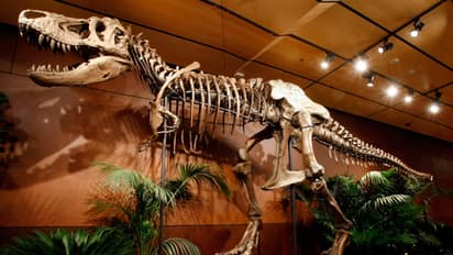 ദിനോസറുകളുടെ വംശനാശത്തിന് കാരണമായത് ഛിന്നഗ്രഹം തന്നെ; ഉത്ഭവം വ്യാഴത്തിന് അപ്പുറത്തുനിന്ന്- പഠനം